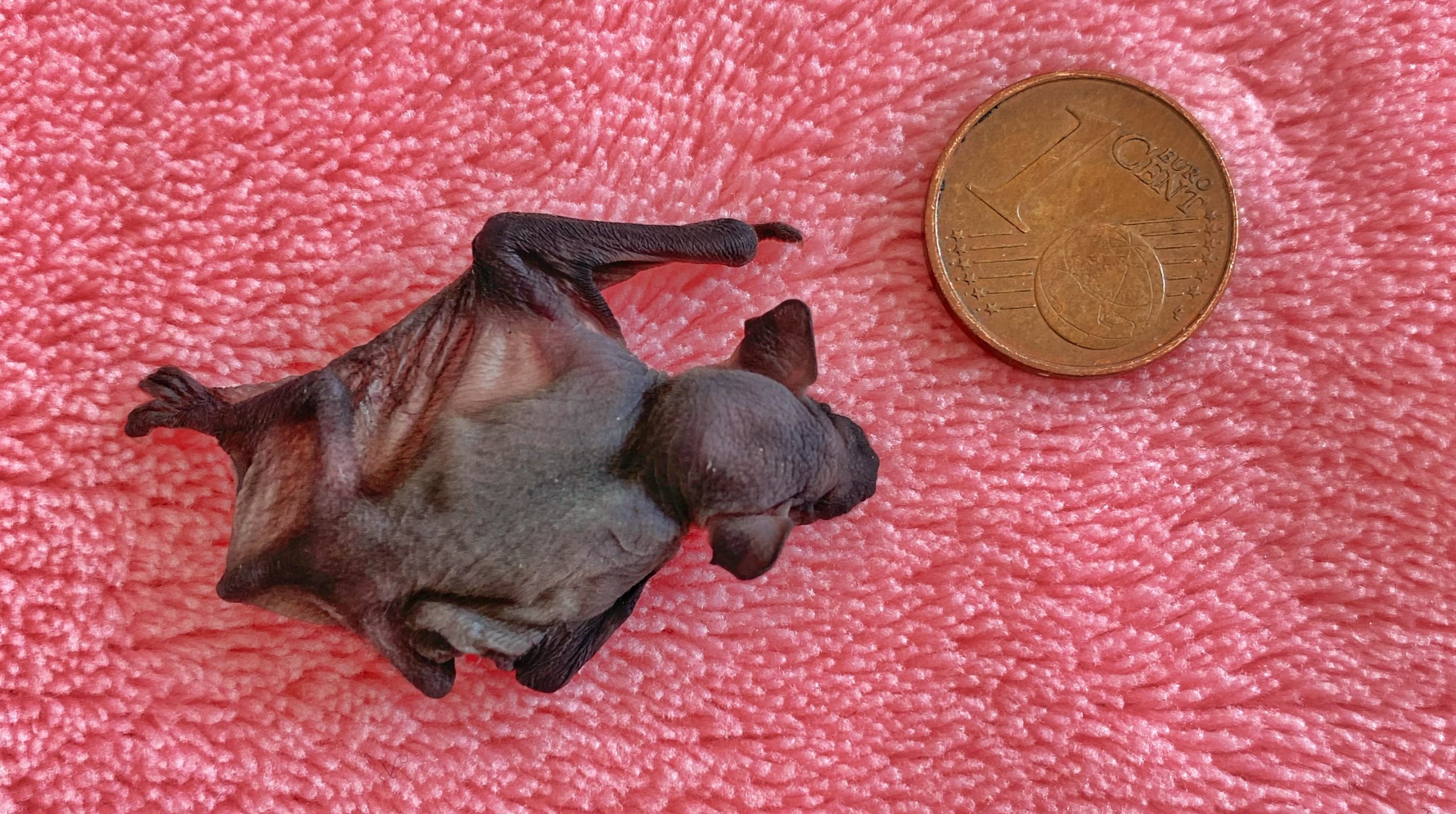 Fledermaus-Baby: Kleiner und leichter als ein Cent-Stück